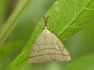 Polypogon tentacularia