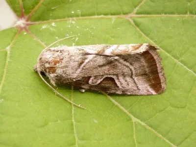 Eucarta virgo