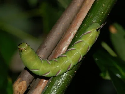 Sphinx ligustri