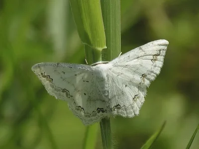 Scopula (Scopula) ornata