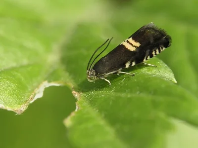 Grapholita (Grapholita) coronillana