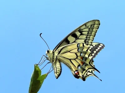 Papilio (Papilio) machaon