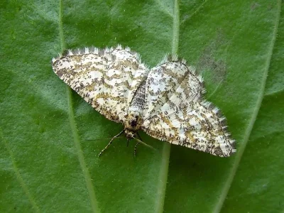 Heliomata glarearia