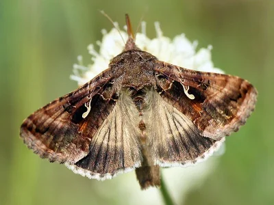 Autographa gamma