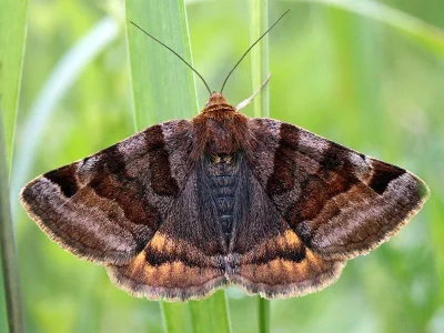 Euclidia (Euclidia) glyphica