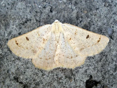 Dyscia (Iberafrina) penulataria