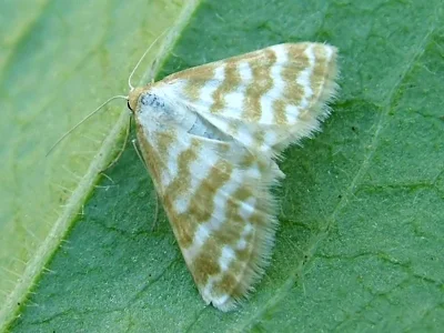Idaea sericeata