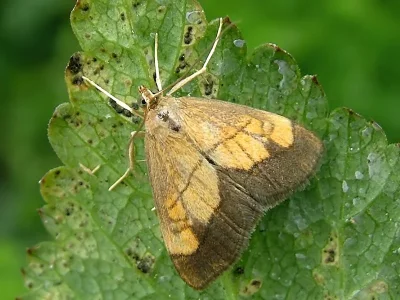 Evergestis limbata