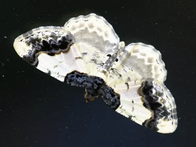 Ligdia adustata