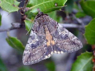 Catocala eutychea