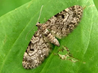 Eupithecia tantillaria