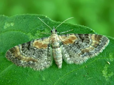 Eupithecia pyreneata
