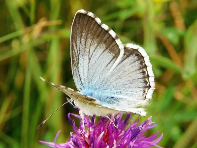 Polyommatus (Lysandra) coridon