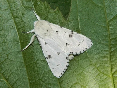 Acronicta (Acronicta) leporina