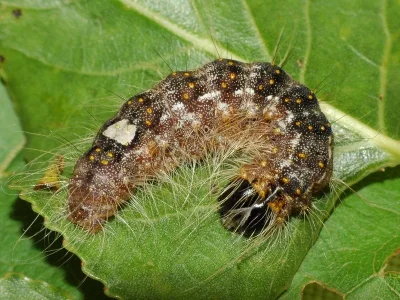 Acronicta (Subacronicta) megacephala