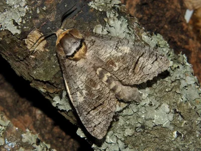 Cossus cossus
