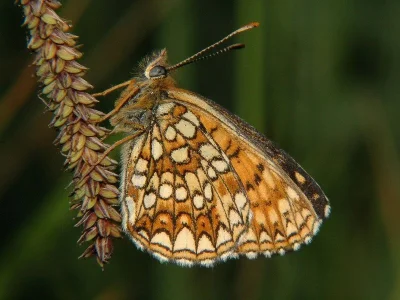 Melitaea diamina