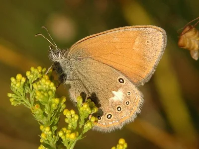 Coenonympha glycerion