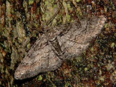 Cleora cinctaria