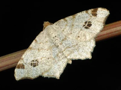 Macaria notata