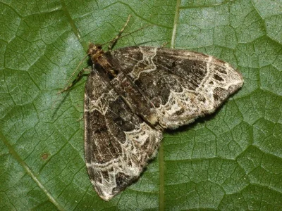 Ecliptopera silaceata