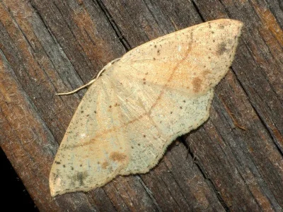 Cyclophora (Codonia) punctaria