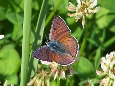 Lycaena (Thersamolycaena) alciphron