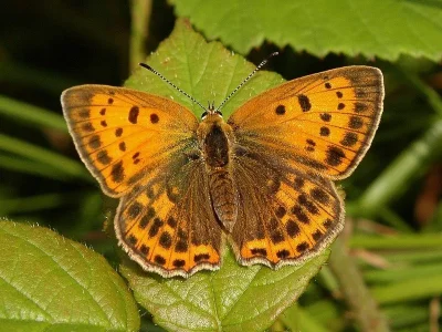 Lycaena (Heodes) virgaureae