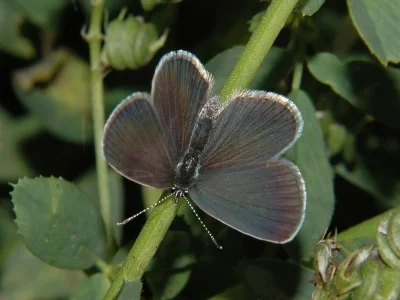 Cupido (Cupido) minimus