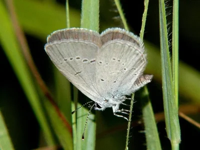 Cupido (Cupido) minimus