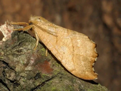 Falcaria lacertinaria