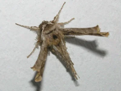Apochima flabellaria