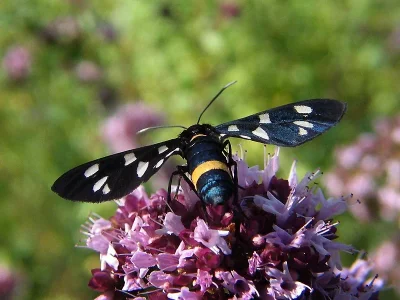 Amata (Syntomis) phegea