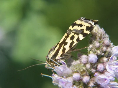 Acontia (Emmelia) trabealis