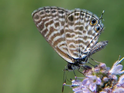 Leptotes pirithous