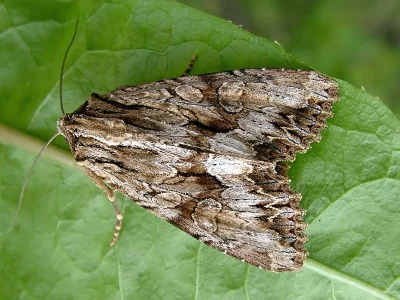 Apamea (Abromias) monoglypha