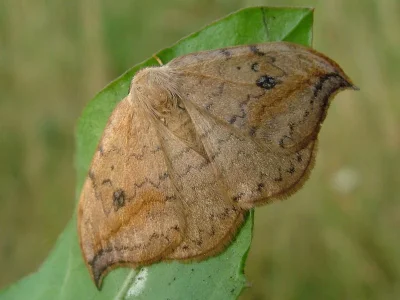 Drepana falcataria
