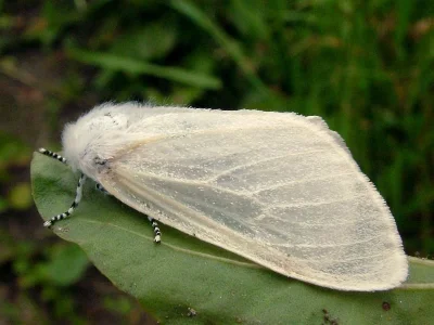 Leucoma salicis