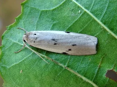 Pelosia muscerda