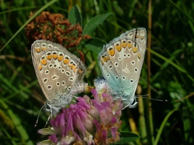 Polyommatus (Polyommatus) icarus