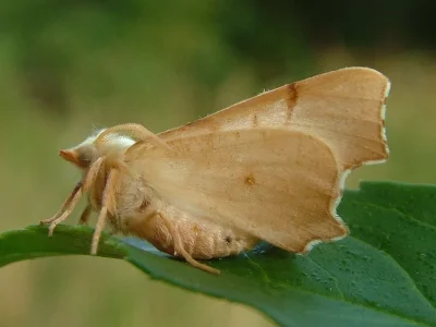 Ennomos (Deuteronomos) erosaria
