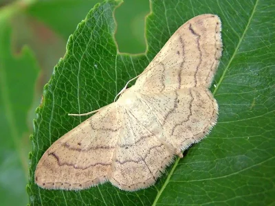 Idaea aversata