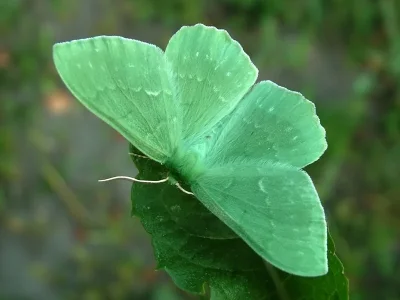 Geometra papilionaria