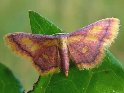 Idaea muricata