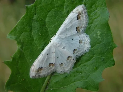 Scopula (Scopula) ornata