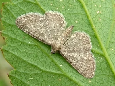 Eupithecia plumbeolata