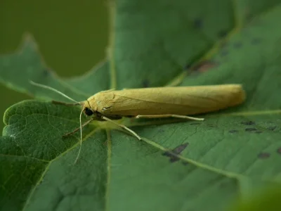 Eilema (Manulea) lutarella