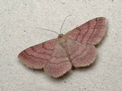 Scopula (Scopula) rubiginata