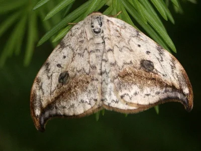 Drepana falcataria