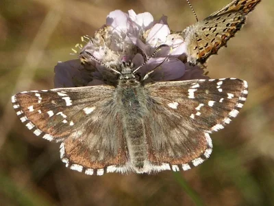 Pyrgus alveus